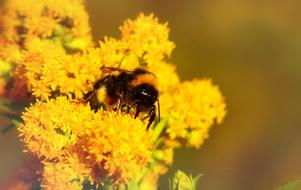 bumblebee on the yellow fluffy flowers