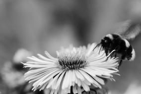 Bumblebee Gas