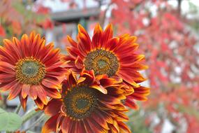 decorative red sunflowers