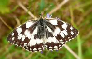 butterfly like a chessboard close up