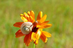 white snail on an orange and yellow bud on blurred background