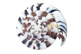 Colorful sea shell on the white background