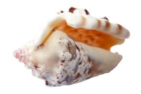 Sea Shells Ocean white