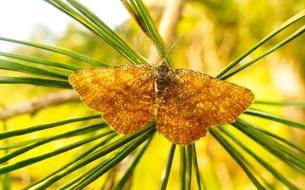 red moth on pine needles