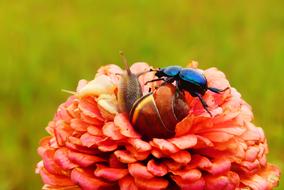 Forest Beetle on flower