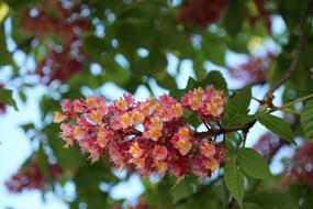 beautiful Tree Plant