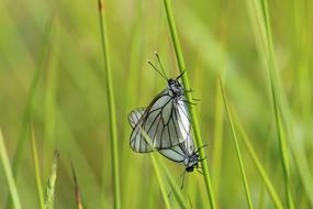 couple of Butterfly Insect in Nature