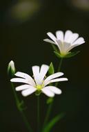 tiny white flowers at dark greenery