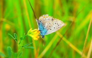 Polyommatus Icarus Insect on a blurred background