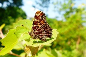 brown butterfly on a bright green leaf close-up on a blurred background