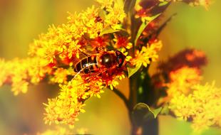 delightful Apostate Resistant Insect