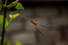 creepy red spider