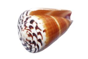aquatic shell