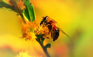 wasp on the yellow flowers