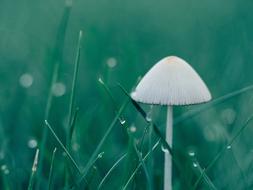 white fragile mushroom