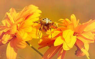 Female Garden spider on yellow flowers