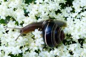 Invertebrates Molluscs