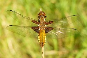 gold Invertebrates Insect