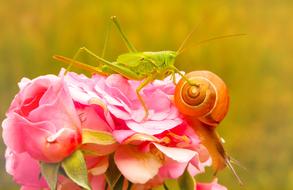 grasshopper and snail on flowers