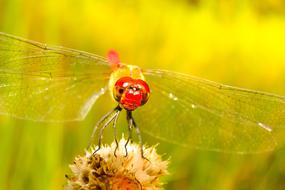 Close-up of the colorful and beautiful butterfly, on the colorful flower, at blurred background with the colorful plants