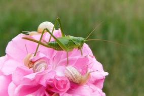 tettigonia viridissima on a pink bud, close-up