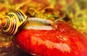 yellow Huntsman Molluscs
