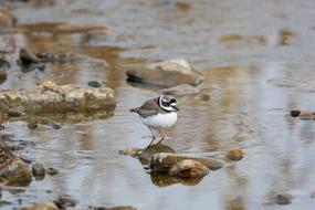 little wild bird in water