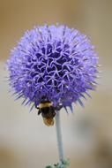 bee on the purple flower head