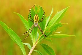 delightful Paskowany Arachnid Insect