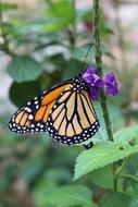 Nature Butterfly Outdoors close-up on blurred background