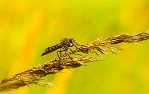 Close-up of an insect on the beautiful, yellow plant at blurred background