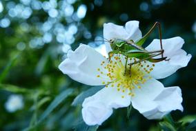 green grasshopper on a white flower in the garden on a blurred background