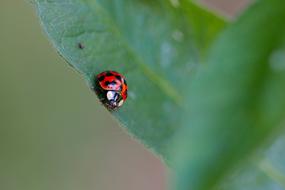 cute ladybug on the leaf
