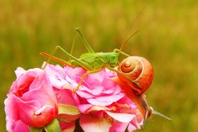 Tettigonia Viridissima on pink flower