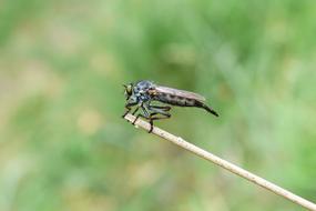 insect female on a dry stem