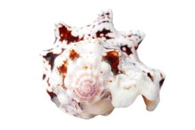 Close-up of the colorful and beautiful, patterned seashell, at white background
