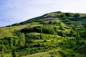 landscape of the green trees and meadow on a mountain at spring