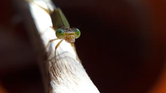 Close-up of the colorful insect, on the branch, in light, at blurred background