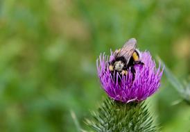 beautiful Nature Bug