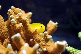 yellow fish behind sea corals
