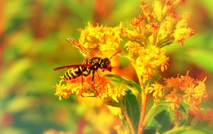 macro photo of a wasp sitting on a yellow flower