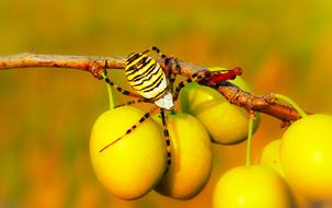 striped spider on yellow fruits