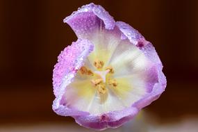 small drops of dew on a fragile bud