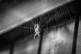 Spider on Cobweb, black and white