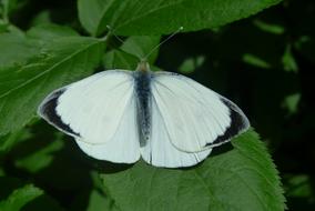 white cabbage moth