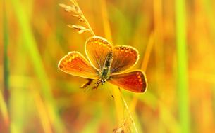 closeup picture of the orange Agestis Insect