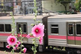 Train Subway and flowers