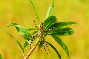 Yellow and black spider on the green leaves
