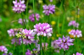 Coronilla, pink wildflowers on meadow