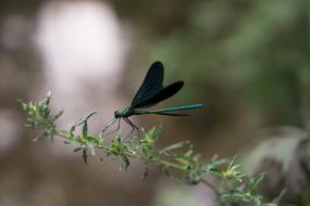 green dragonfly on the wild plant